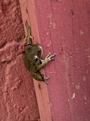 Osteopilus septentrionalis