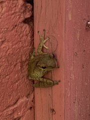 Osteopilus septentrionalis