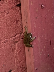 Osteopilus septentrionalis