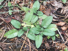 Prunella vulgaris vulgaris