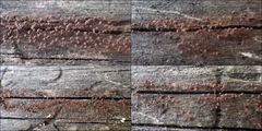 Cribraria cancellata