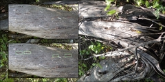 Cribraria cancellata