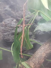 Phobaeticus serratipes