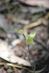 Thelymitra antennifera