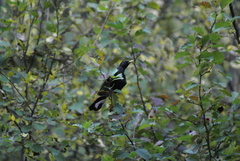 Turdus merula