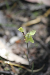 Thelymitra antennifera