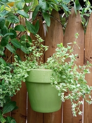 Origanum majorana