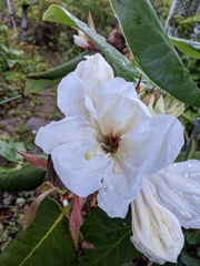 Rhododendron faithae