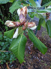 Rhododendron faithae
