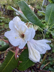 Rhododendron faithae