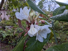 Rhododendron faithae