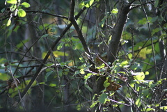 Regulus regulus