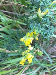 Medicago falcata