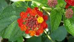 Lantana camara camara