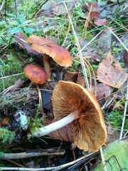 Gymnopilus picreus