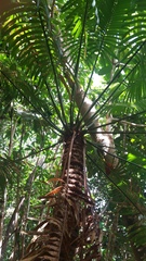 Cycas micronesica