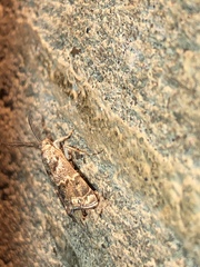 Prionapteryx indentella