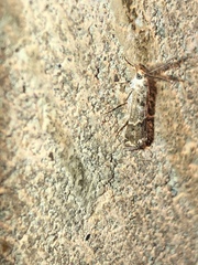 Prionapteryx indentella