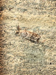 Prionapteryx indentella