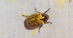 Callistethus cupricollis