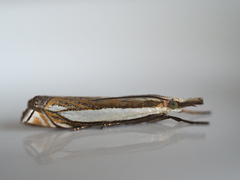 Crambus pascuella