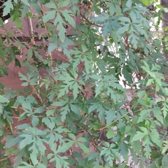 Magnoliopsida