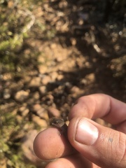 Pachydactylus maculatus