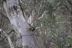 Anthochaera carunculata