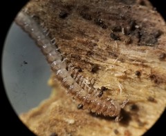 Brachydesmus superus