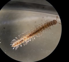 Brachydesmus superus