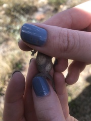 Pachydactylus maculatus