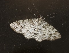 Myrioblephara desumpta