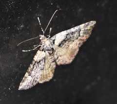 Eucymatoge peplodes