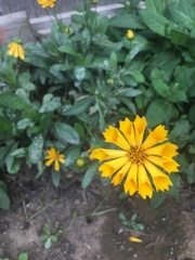 Coreopsis auriculata