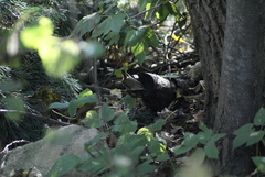 Troglodytes troglodytes