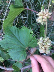 Ampelomyia vitiscoryloides