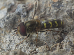 Scaeva dignota