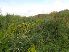 Urtica platyphylla