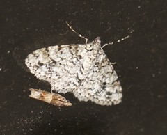 Myrioblephara desumpta