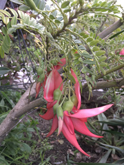 Clianthus puniceus