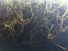 Isolepis rubicunda