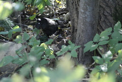Troglodytes troglodytes
