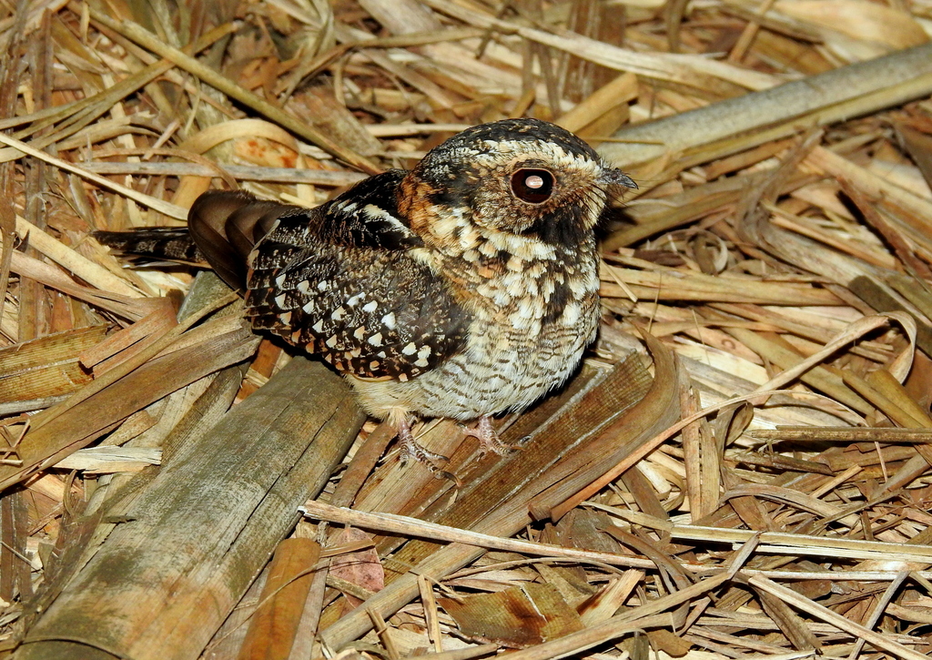 Chotacabras Colipinto, Antiurus maculicaudus