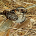 Spot-tailed Nightjar - Photo (c) JULIO CESAR GONZALEZ FILIPINO, some rights reserved (CC BY-NC), uploaded by JULIO CESAR GONZALEZ FILIPINO