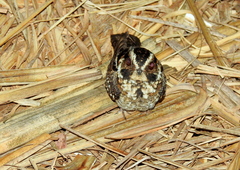 Hydropsalis maculicaudus