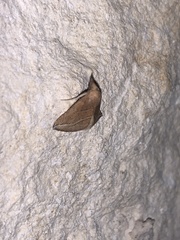 Phyprosopus callitrichoides