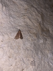 Phyprosopus callitrichoides