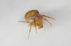 Araneus triguttatus