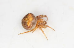 Araneus triguttatus