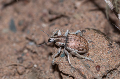 Hyperinae